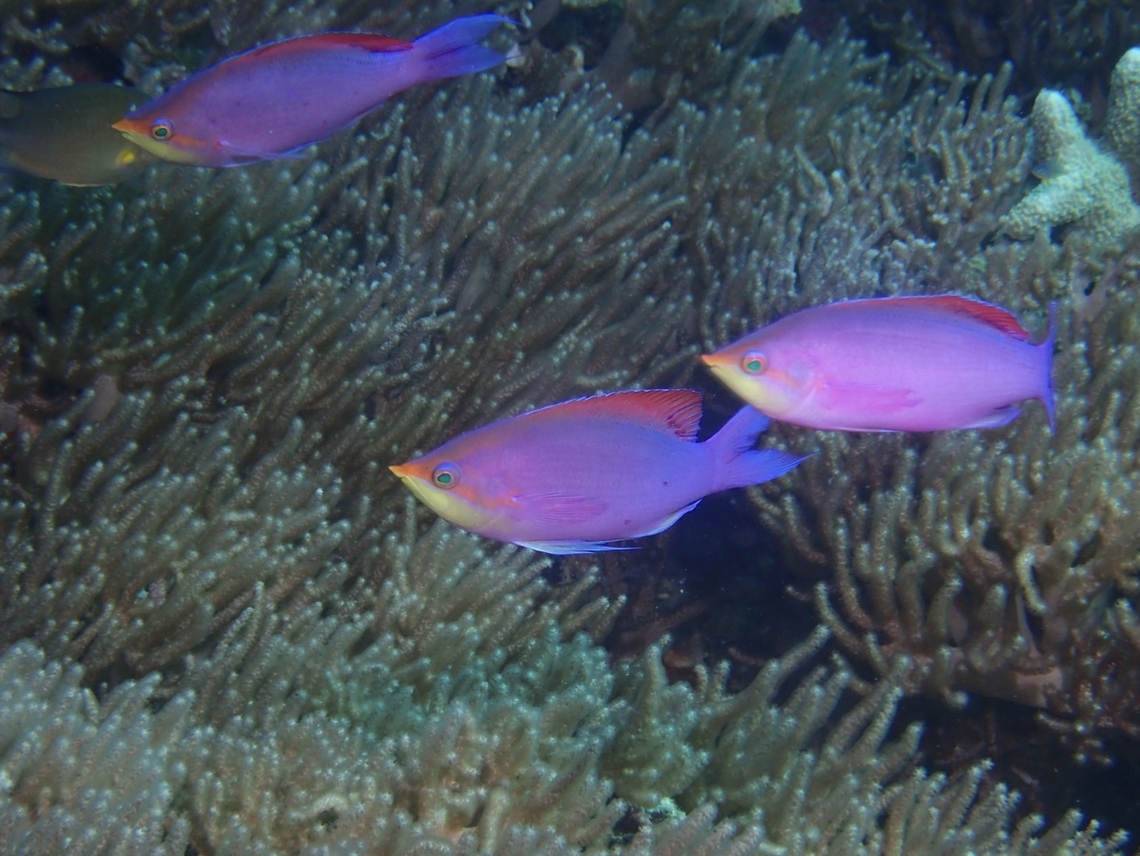 Purple Queenfish - Mirolabrichthys tuka  Fish,Malaysia,Mirolabrichthys tuka,Purple Queenfish,Sabah,Sipadan