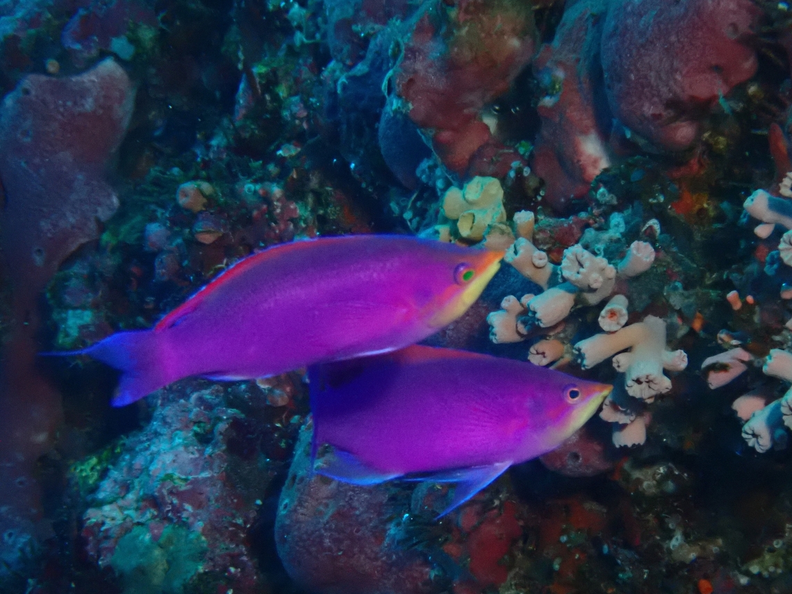 Purple Queenfish - Mirolabrichthys tuka  Cebu,Fish,Mirolabrichthys tuka,Moal-Boal,Philippines,Purple Queenfish
