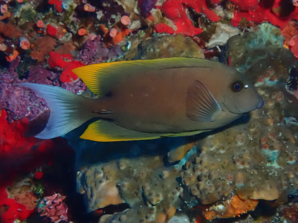 Orange-tip Bristletooth - Ctenochaetus tominiensis  Cebu,Ctenochaetus tominiensis,Fish,Moal-Boal,Orange-Tip Bristletooth,Philippines