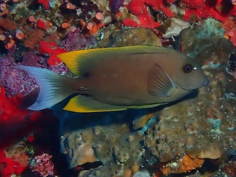 Orange-tip Bristletooth - Ctenochaetus tominiensis  Cebu,Ctenochaetus tominiensis,Fish,Moal-Boal,Orange-Tip Bristletooth,Philippines