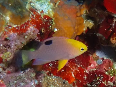 Talbot's Demoiselle - Chrysiptera talboti  Cebu,Chrysiptera talboti,Damselfish,Fish,Moal-Boal,Philippines,Talbot's Demoiselle
