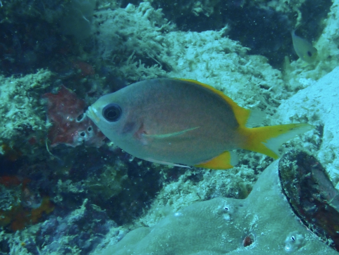 Yellow Chromis - Chromis analis  Chromis analis,Fish,Mabul,Malaysia,Sabah,Yellow Chromis