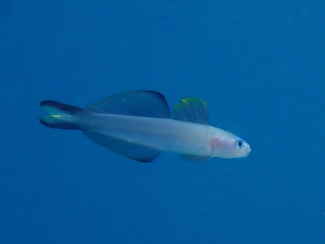 Twotone Dartfish - Ptereleotris evides  Cebu,Dartfish,Fish,Moal-Boal,Philippines,Ptereleotris evides,Twotone Dartfish