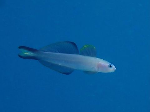 Twotone Dartfish - Ptereleotris evides  Cebu,Dartfish,Fish,Moal-Boal,Philippines,Ptereleotris evides,Twotone Dartfish