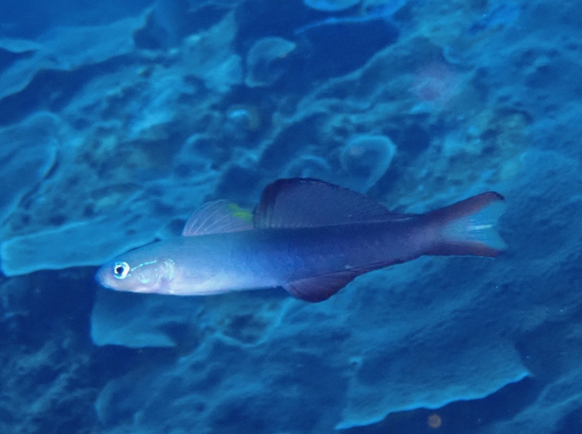 Twotone Dartfish - Ptereleotris evides  Bali,Dartfish,Fish,Indonesia,Padangbai,Ptereleotris evides,Twotone Dartfish