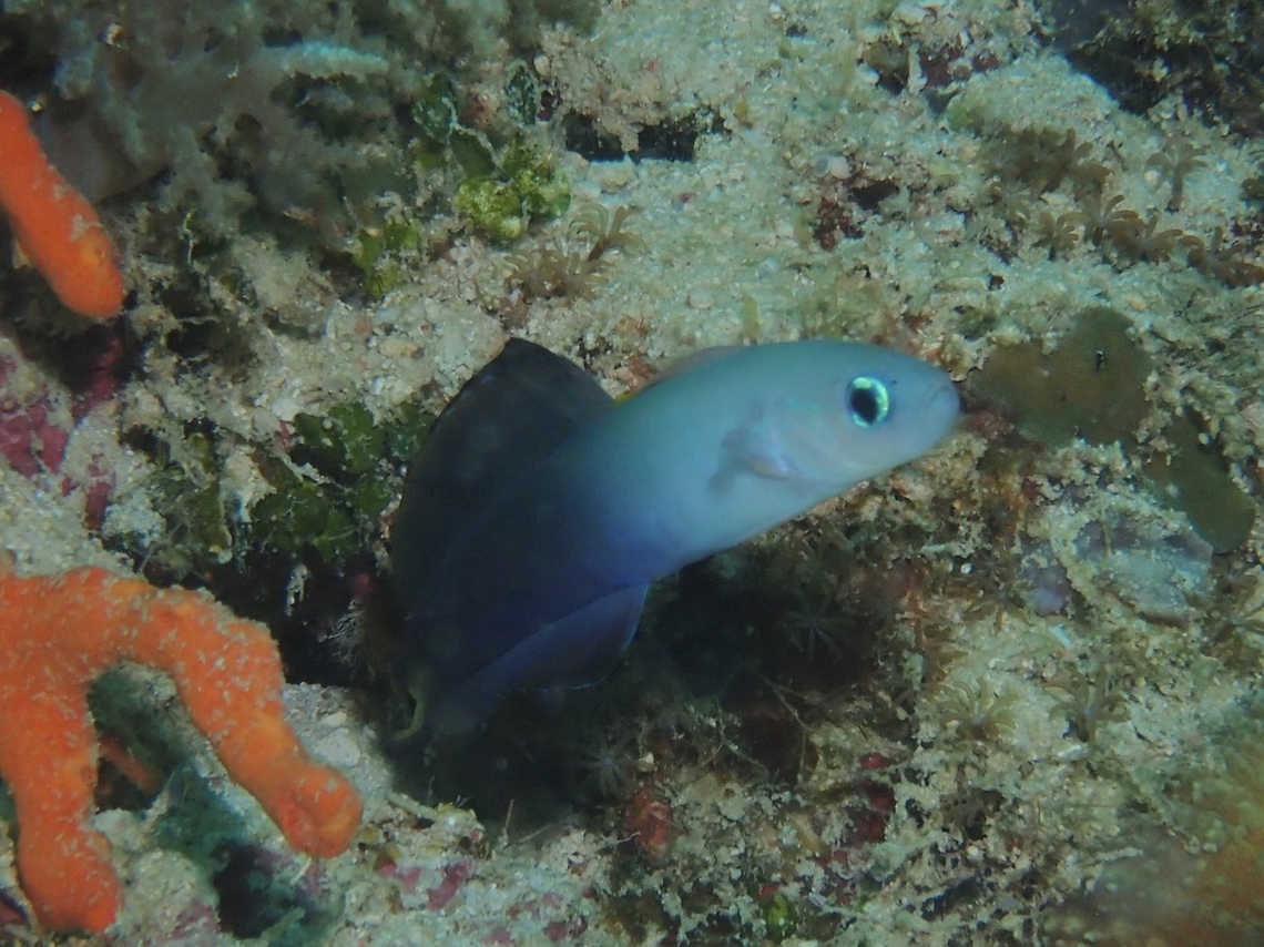 Twotone Dartfish - Ptereleotris evides  Dartfish,Fish,Mabul,Malaysia,Ptereleotris evides,Sabah,Twotone Dartfish