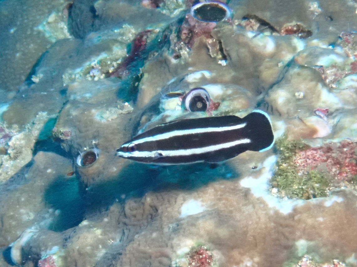 Juvenile Northern Tubelip - Labropsis manabei  Cebu,Fish,Labropsis manabei,Moal-Boal,Northern Tubelip,Philippines,Wrasse