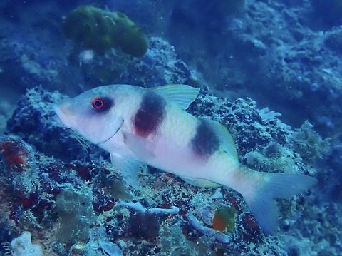 Doubebar Goatfish - Parupeneus crassilabris  Doublebar Goatfish,Fish,Goatfish,Mabul,Malaysia,Parupeneus crassilabris,Sabah
