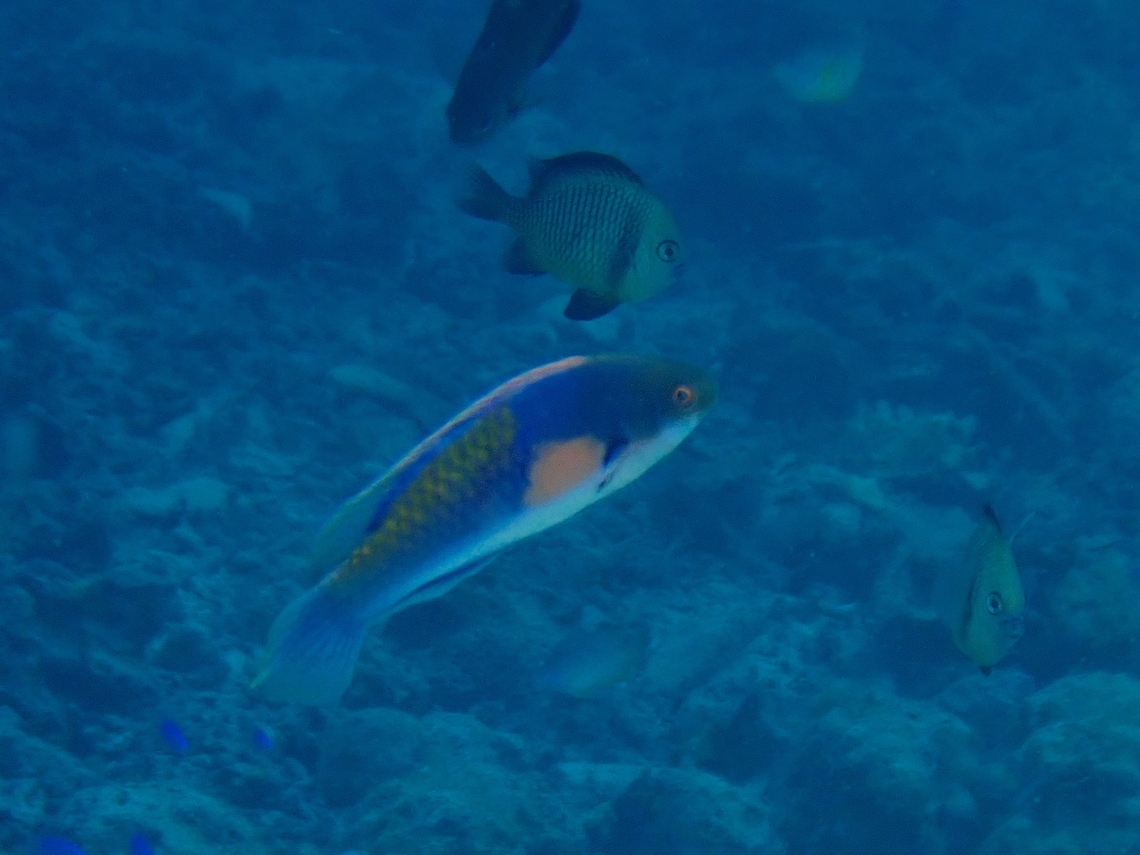 Wrasse - Cirrhilabrus ryukyuensis  Cebu,Cirrhilabrus ryukyuensis,Fish,Moal-Boal,Philippines,Wrasse