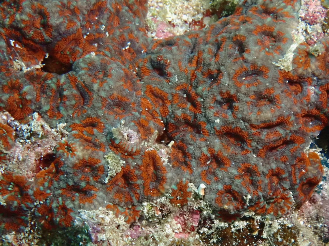 Stony Corals - Micromussa amakusensis  Cebu,Corals,Micromussa amakusensis,Moal-Boal,Philippines,Stony Corals