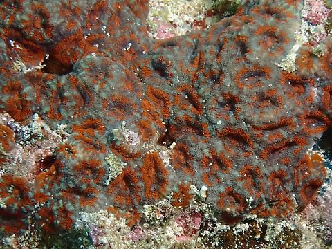 Stony Corals - Micromussa amakusensis  Cebu,Corals,Micromussa amakusensis,Moal-Boal,Philippines,Stony Corals