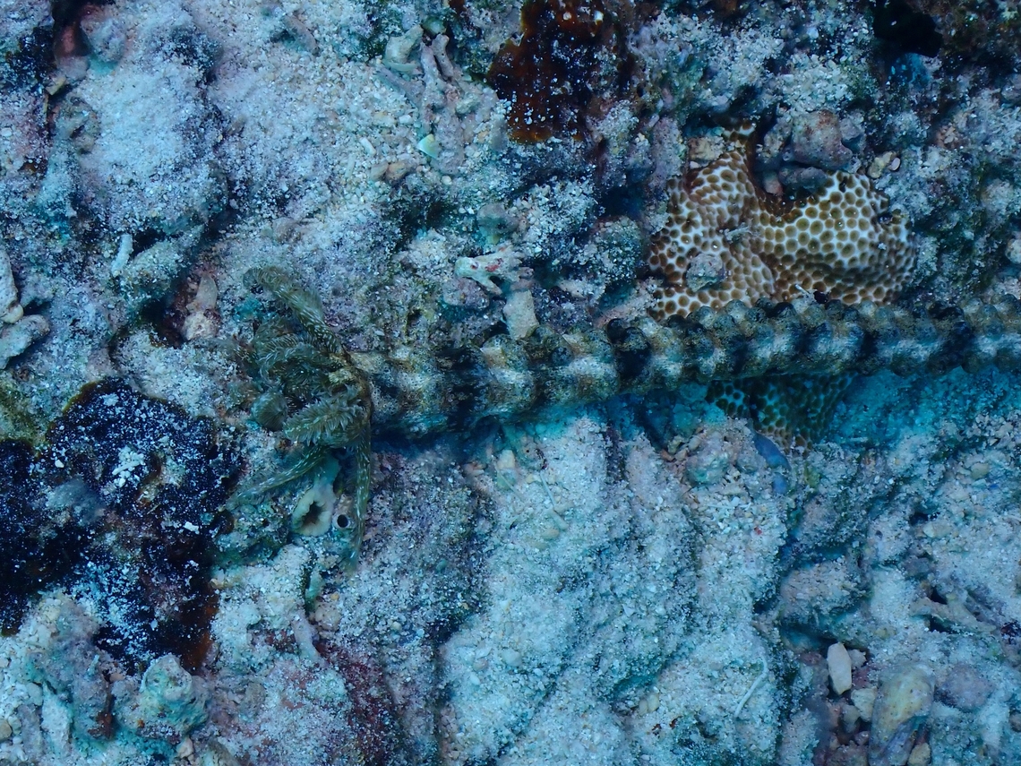 Snake Sea Cucumber - Synapta maculata The whole animal :<br />
<br />
<figure class="photo"><a href="https://www.jungledragon.com/image/142310/not_a_snake_just_a_sea_cucumber.html" title="Not a Snake, just a Sea Cucumber"><img src="https://s3.amazonaws.com/media.jungledragon.com/images/2994/142310_thumb.jpeg?AWSAccessKeyId=05GMT0V3GWVNE7GGM1R2&Expires=1765411210&Signature=te9OQg2rUIWxk2qm9p3WL4RdSWs%3D" width="200" height="150" alt="Not a Snake, just a Sea Cucumber Close-up of the head/mouth :<br />
<br />
https://www.jungledragon.com/image/140899/snake_sea_cucumber_-_synapta_maculata.html Cebu,Moal-Boal,Philippines,Sea Cucumber,Snake Sea Cucumber,Synapta maculata" /></a></figure> Cebu,Moal-Boal,Philippines,Sea Cucumber,Snake Sea Cucumber,Synapta maculata
