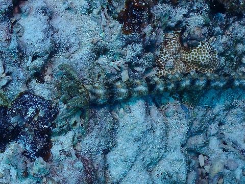 Snake sea cucumber