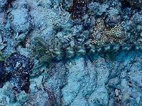 Snake Sea Cucumber - Synapta maculata The whole animal :<br />
<br />
https://www.jungledragon.com/image/142310/not_a_snake_just_a_sea_cucumber.html Cebu,Moal-Boal,Philippines,Sea Cucumber,Snake Sea Cucumber,Synapta maculata