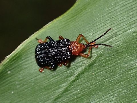 Beetle - Gonophora haemorrhoidalis  Beetle,Gonophora haemorrhoidalis,Malaysia,Pahang