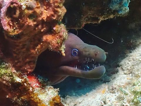 Bayer's Moray Eel - Enchelycore bayeri  Bayer's Moray Eel,Enchelycore bayeri,Fish,Hookjaw Moray,Moal-Boal,Moray Eel,Philippines