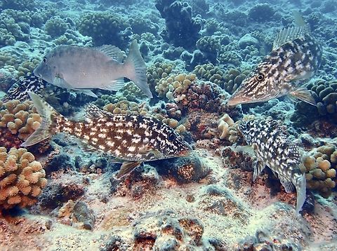 Changing Colours This 4 fishes are of the same species.  When they are in 'hunting' mode, they displays the 'mottled' patterns and as they swims away, they changes to the silverish look instantly as seen in the fish on the upper left. Emperor Fish,Fish,French Polynesia,Lethrinus microdon,Rangiroa,Smalltooth Emperor,Tahiti