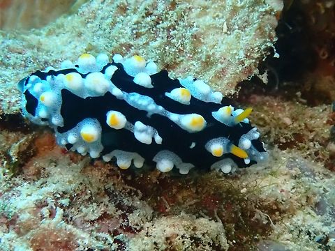 Nudibranch - Phyllidia exquisita  Cebu,Moal-Boal,Nudibranch,Philippines,Phyllidia exquisita