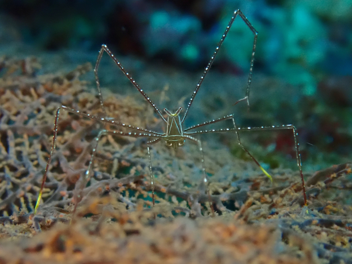 Spider Squat Lobster - Chirostylus sandyi  Cebu,Chirostylus sandyi,Crab,Moal-Boal,Philippines,Spider Squat Lobster,Squat Lobster