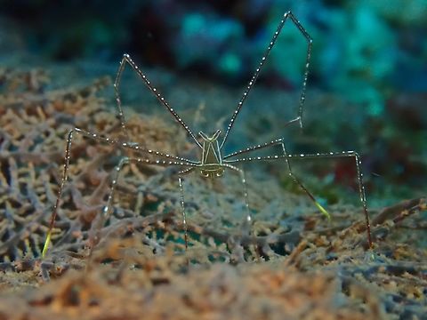 Spider Squat Lobster - Chirostylus sandyi  Cebu,Chirostylus sandyi,Crab,Moal-Boal,Philippines,Spider Squat Lobster,Squat Lobster