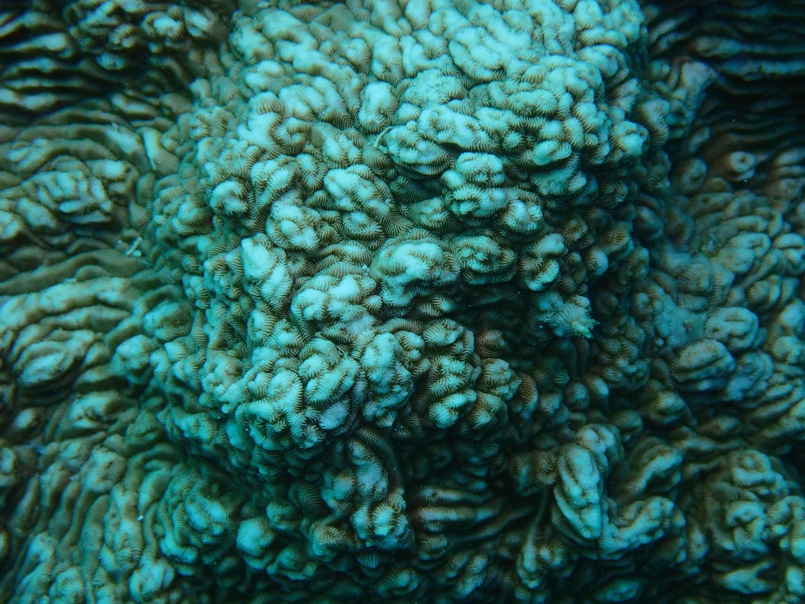 Stony Coral - Pachyseris gemmae  Cebu,Coral,Moal-Boal,Pachyseris gemmae,Philippines,Stony Coral