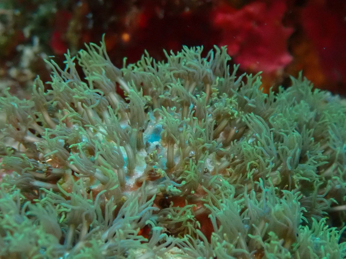 Soft Corals - Briareum stechei  Briareum stechei,Cebu,Coral,Moal-Boal,Philippines,Soft Coral