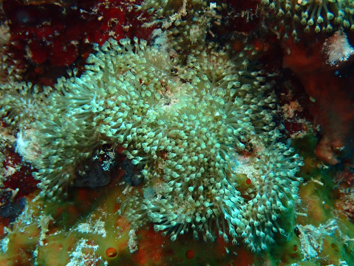 Sulphur Leather Coral - Rhytisma fulvum  Cebu,Coral,Leather Coral,Moal-Boal,Philippines,Rhytisma fulvum,Sulphur Leather Coral