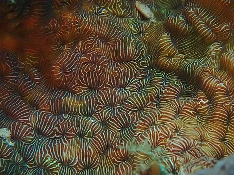 Stony Coral - Leptoseris explanata  Cebu,Coral,Leptoseris explanata,Moal-Boal,Philippines,Stony Coral