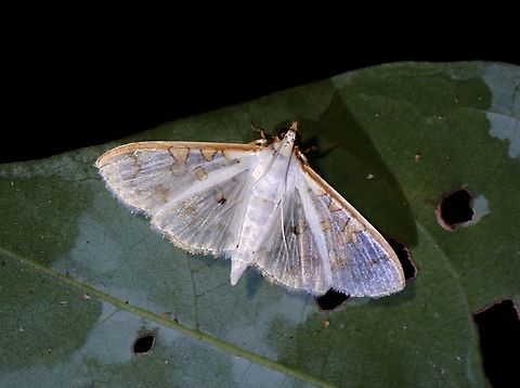 Pearl Moth - Palpita kiminensis  Malaysia,Moth,Palpita kiminensis,Pearl Moth,Penang