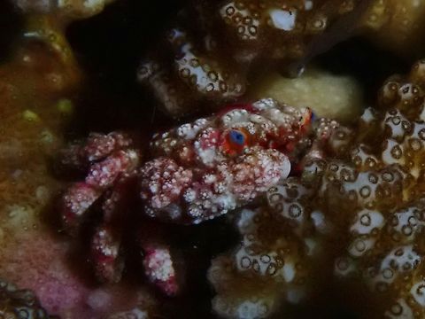 Blue-Eyed Coral Crab - Cymo quadrilobatus A highly camouflaged Coral Crab, texture and markings on it's body is very similar to the host stony corals. Blue-Eyed Coral Crab,Cebu,Coral Crab,Crab,Cymo quadrilobatus,Moal-Boal,Philippines