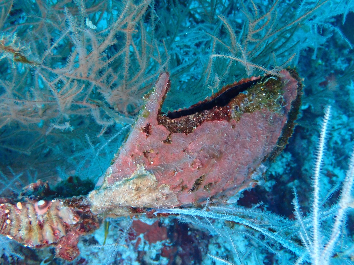 Wing Oyster - Pteria penguin  Cebu,Malapascua,Oyster,Philippines,Pteria penguin,Wing Oyster