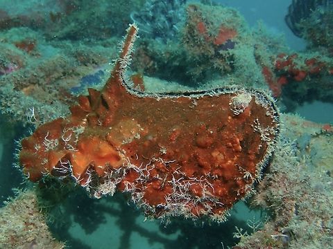 Wing Oyster - Pteria penguin  Mabul,Malaysia,Oyster,Pteria penguin,Sabah,Wing Oyster