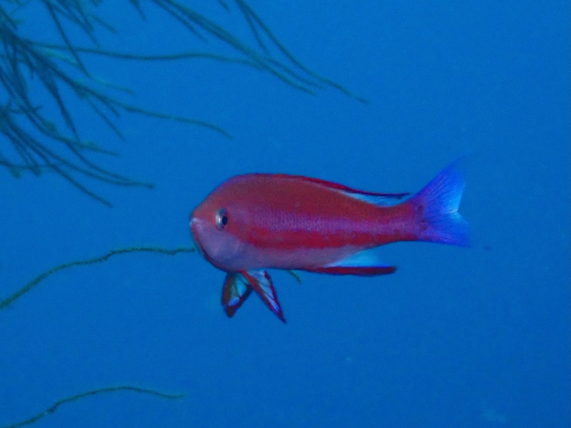 Randall's Anthias - Pseudanthias randalli  Anthias,Cebu,Fish,Malapascua,Philippines,Pseudanthias randalli,Randall's Anthias