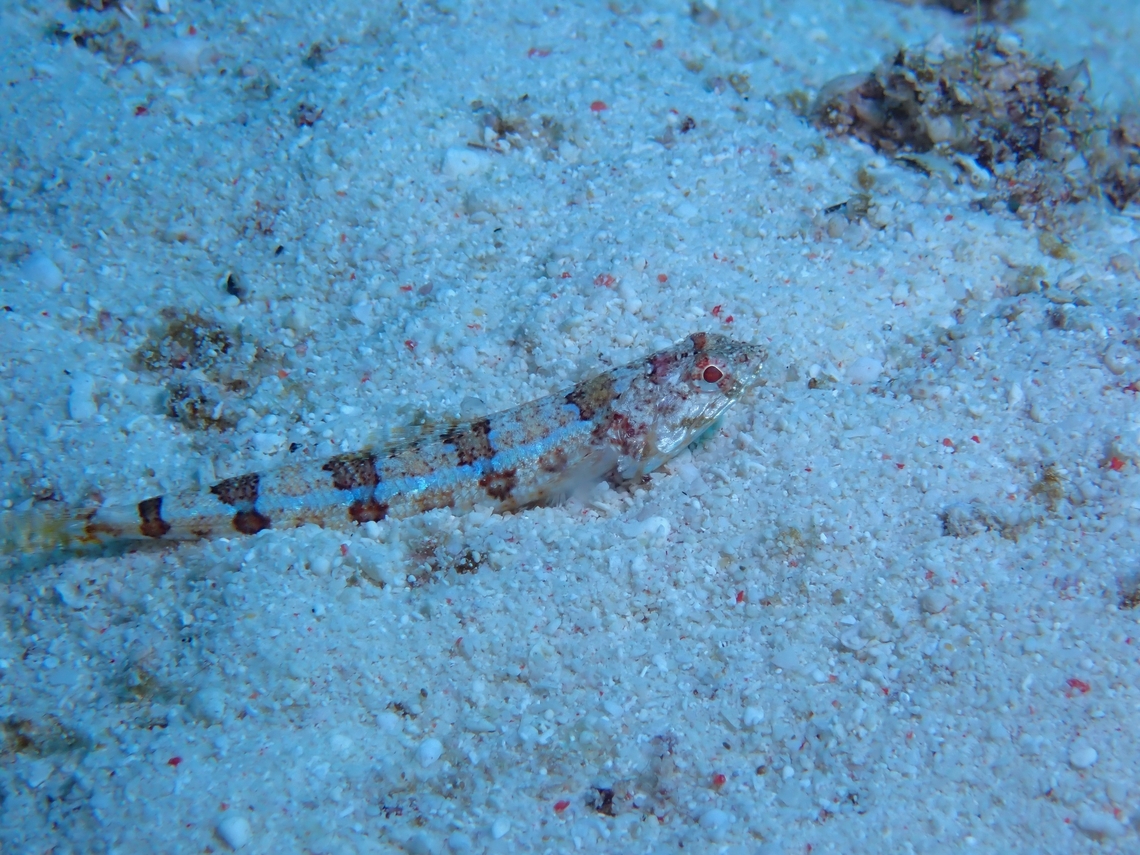Bluestripe Lizardfish -  Synodus dermatogenys  Bluestripe Lizardfish,Fish,Lizardfish,Malapascua,Philippines,Synodus dermatogenys