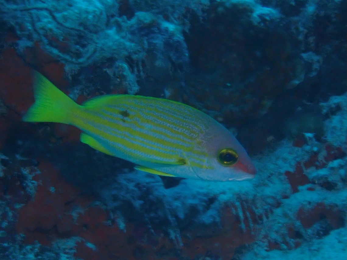 Yellowlined Snapper - Lutjanus rufolineatus  Cebu,Fish,Lutjanus rufolineatus,Malapascua,Philippines,Snapper,Yellowlined Snapper