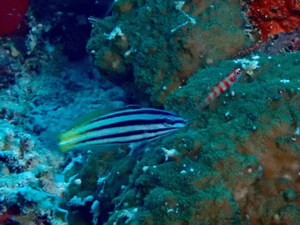 Twotone Wrasse - Halichoeres prosopeion  Cebu,Fish,Halichoeres prosopeion,Malapascua,Philippines,Twotone Wrasse,Wrasse