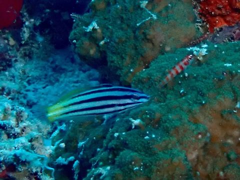 Twotone Wrasse - Halichoeres prosopeion  Cebu,Fish,Halichoeres prosopeion,Malapascua,Philippines,Twotone Wrasse,Wrasse