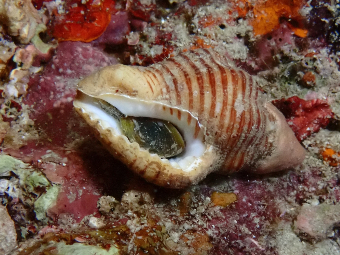 Waved Buccinum - Pollia undosa  Cebu,Moal-Boal,Philippines,Pollia undosa,Waved Buccinum