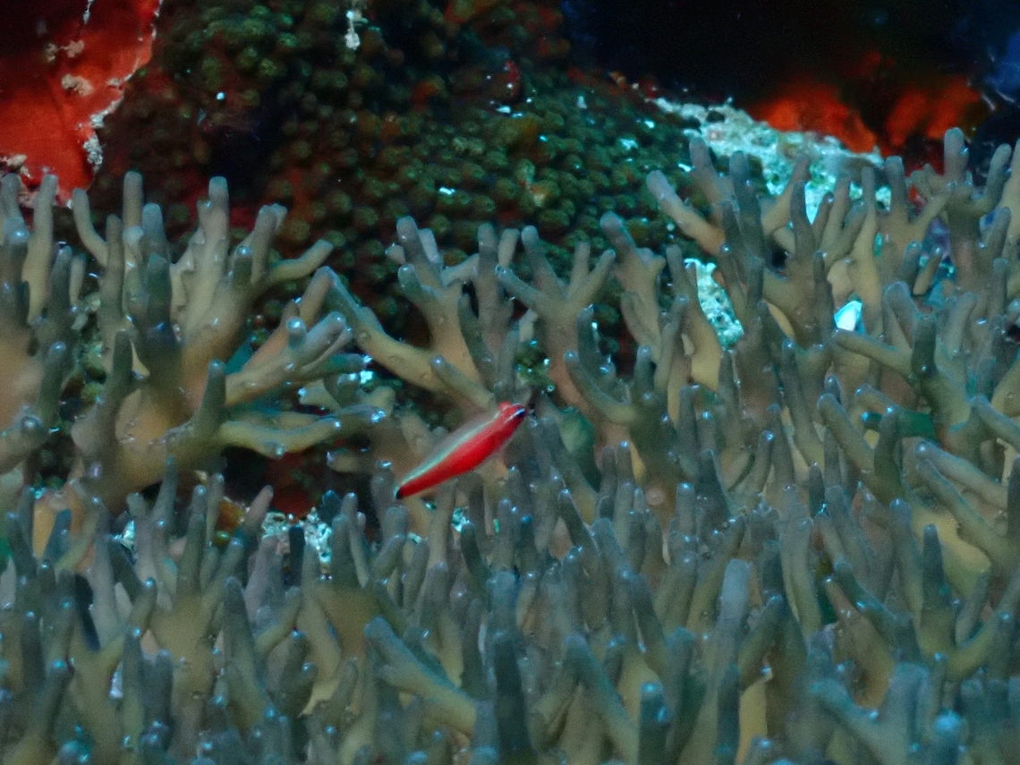 Pygmygoby - Trimma hollemani  Cebu,Fish,Goby,Malapascua,Philippines,Pygmygoby,Trimma hollemani