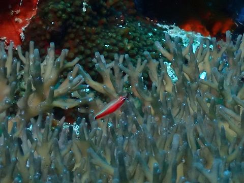 Pygmygoby - Trimma hollemani  Cebu,Fish,Goby,Malapascua,Philippines,Pygmygoby,Trimma hollemani