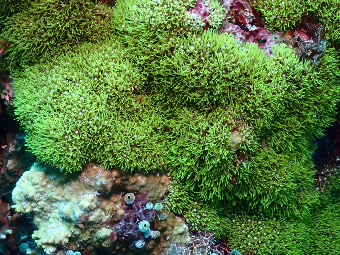 Soft Coral - Briareum violaceum  Briareum violaceum,Cebu,Coral,Malapascua,Philippines,Soft Coral