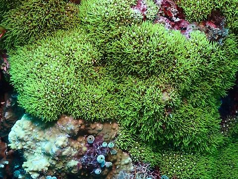 Soft Coral - Briareum violaceum  Briareum violaceum,Cebu,Coral,Malapascua,Philippines,Soft Coral