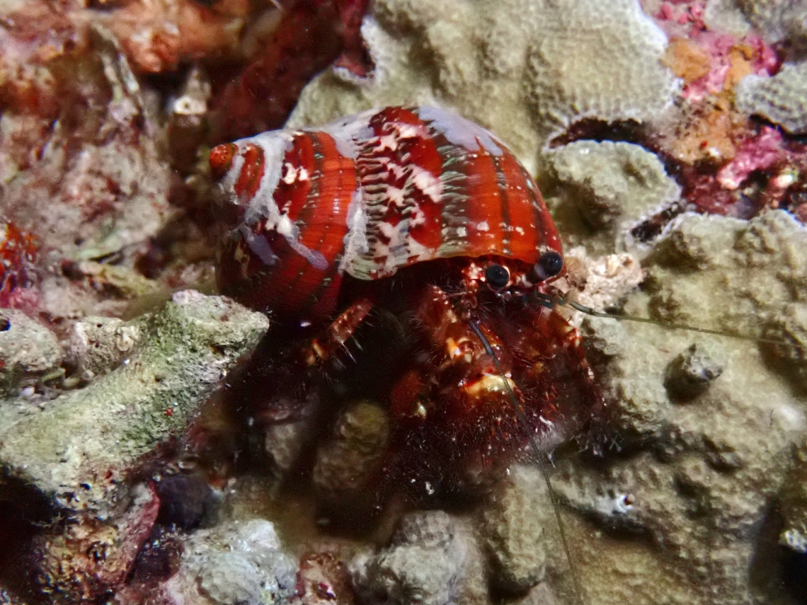 Jewelled Anemone Hermit Crab - Dardanus gemmatus  Cebu,Crab,Dardanus gemmatus,Hermit Crab,Jewelled Anemone Hermit Crab,Moal-Boal,Philippines