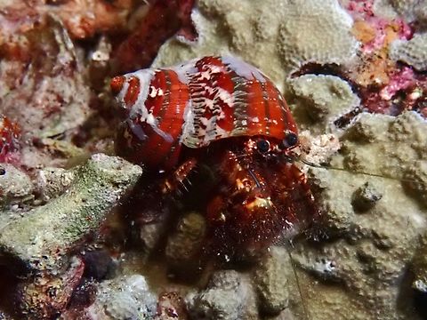 Jewelled Anemone Hermit Crab - Dardanus gemmatus  Cebu,Crab,Dardanus gemmatus,Hermit Crab,Jewelled Anemone Hermit Crab,Moal-Boal,Philippines