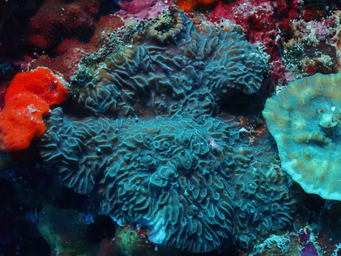 Corrugated Coral - Pavona varians  Cebu,Coral,Corrugated Coral,Malapascua,Pavona varians,Philippines,Stony Coral