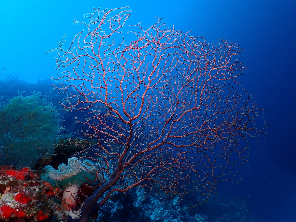 Plexaurid Sea Fan - Villogorgia nozzolea  Cebu,Coral,Malapascua,Philippines,Plexaurid Sea Fan,Sea Fan,Soft Coral,Villogorgia nozzolea
