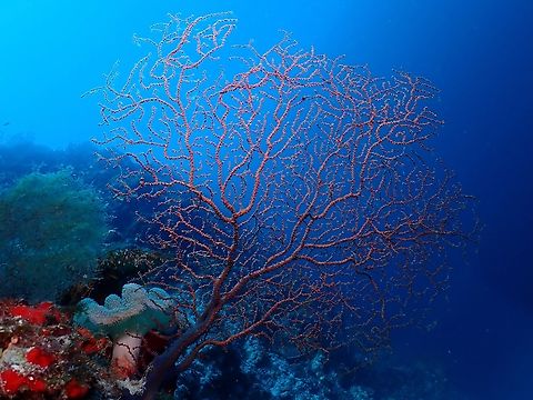 Plexaurid Sea Fan - Villogorgia nozzolea  Cebu,Coral,Malapascua,Philippines,Plexaurid Sea Fan,Sea Fan,Soft Coral,Villogorgia nozzolea