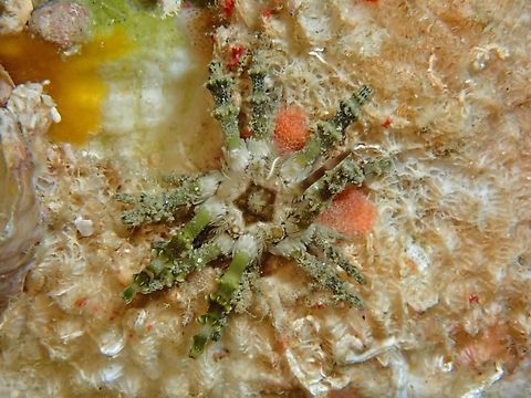 Pencil Urchin - Plococidaris verticillata  Cebu,Malapascua,Pencil Urchin,Philippines,Plococidaris verticillata,Sea Urchin