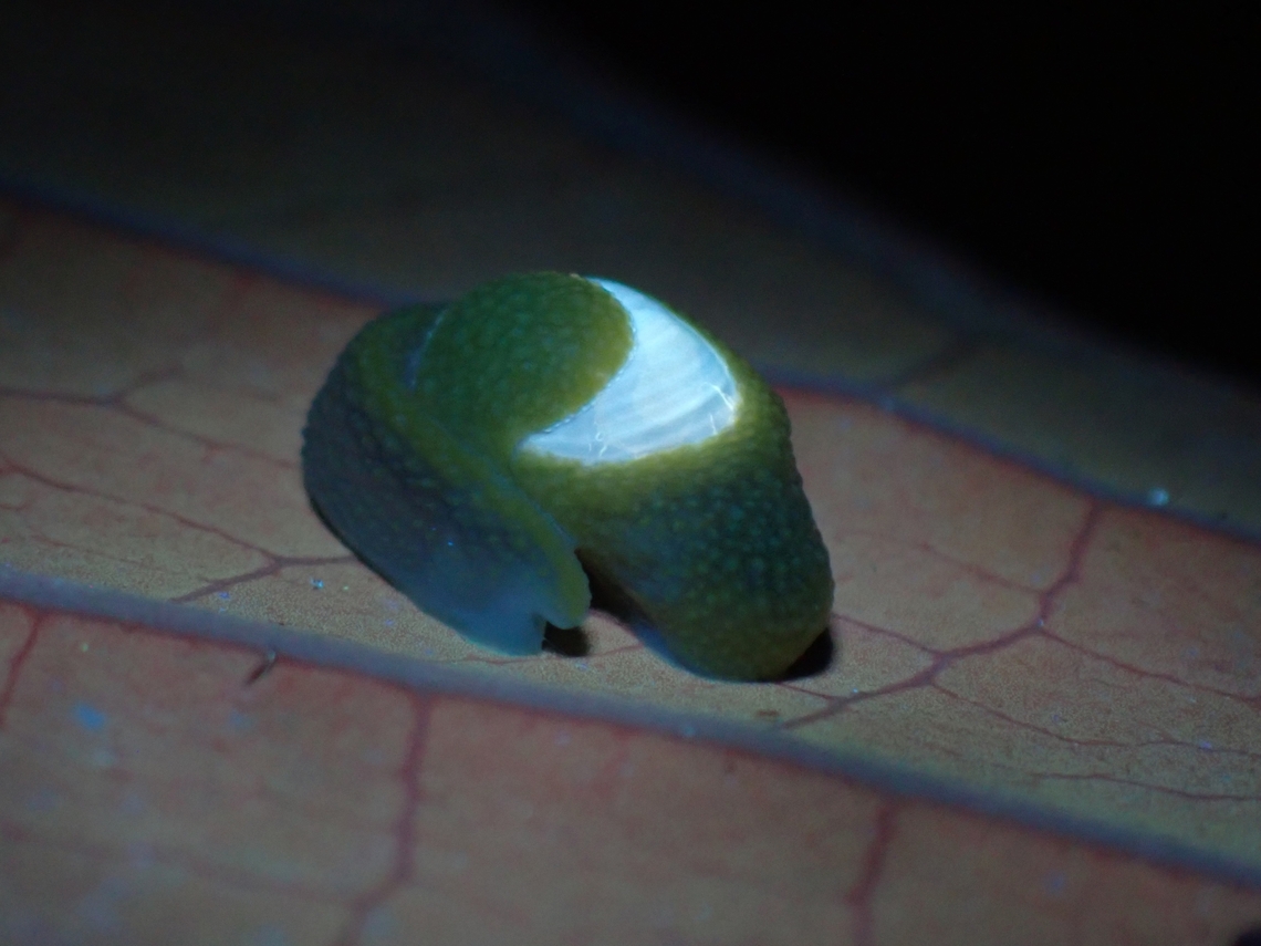 Glowing shell! Testing out UV lighting on this Snail/Slug, no effects on the soft body parts, but the shell glows up.<br />
<br />
Same Slug under regular lighting :<br />
<br />
<figure class="photo"><a href="https://www.jungledragon.com/image/141087/resting.html" title="Resting"><img src="https://s3.amazonaws.com/media.jungledragon.com/images/2994/141087_thumb.jpeg?AWSAccessKeyId=05GMT0V3GWVNE7GGM1R2&Expires=1769040010&Signature=DmkcMWHdHkCB9watDqCBTCzNpj4%3D" width="200" height="150" alt="Resting Same Slug with regular flash.<br />
<br />
Same Slug under UV lighting :<br />
<br />
https://www.jungledragon.com/image/141086/glowing_shell.html Ibycus rachelae,Malaysia,Ninja Slug,Pahang,Slug" /></a></figure><br />
<br />
Note the effects of UV on the leaf, it has turned red! Ibycus rachelae,Malaysia,Ninja Slug,Pahang,Slug,Ultra Violet Light