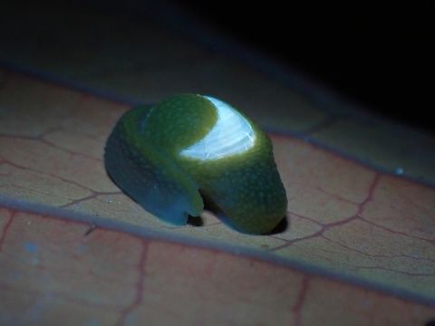 Glowing shell! Testing out UV lighting on this Snail/Slug, no effects on the soft body parts, but the shell glows up.

Same Slug under regular lighting :

https://www.jungledragon.com/image/141087/resting.html

Note the effects of UV on the leaf, it has turned red! Ibycus rachelae,Malaysia,Ninja Slug,Pahang,Slug,Ultra Violet Light